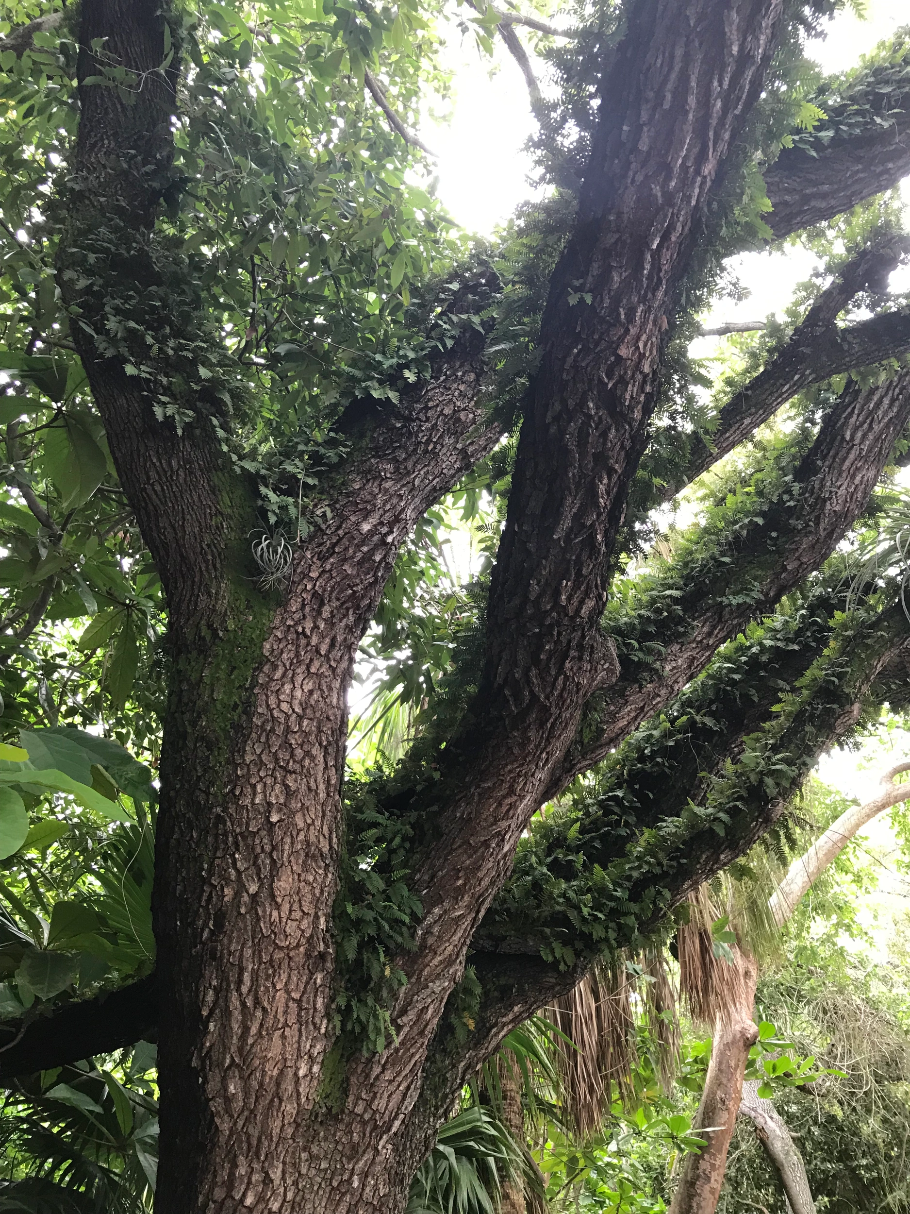Tree care from the Horticulture Professionals collection